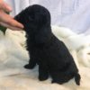 Cockapoo Puppy for Sale