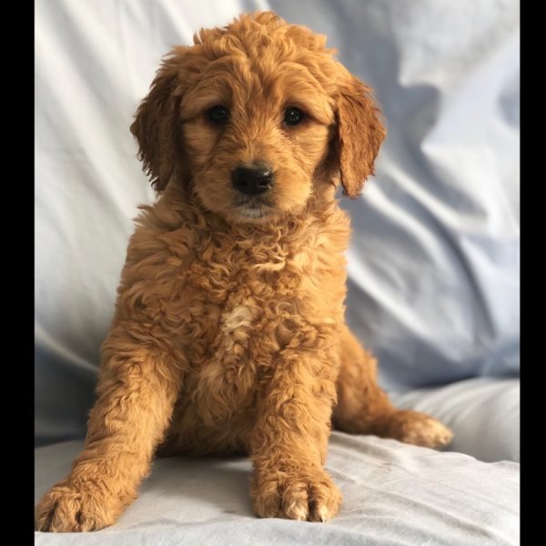 Standard Goldendoodle Puppy for Sale