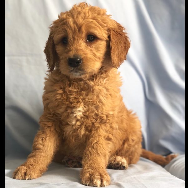 Standard Goldendoodle Puppy for Sale