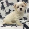 Maltese Puppy for Sale
