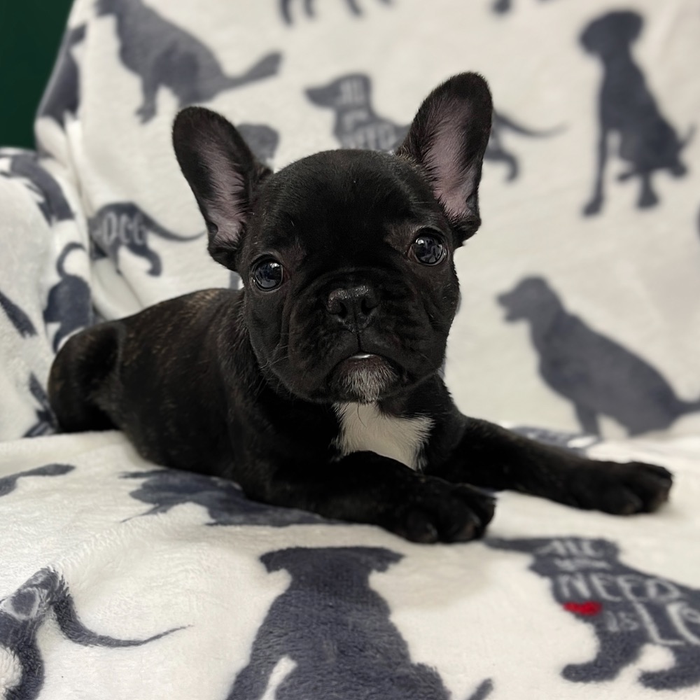 FRENCH BULLDOG MALE ID4429LB Central Park Puppies