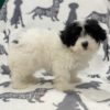 F1b Poochon Puppy for Sale