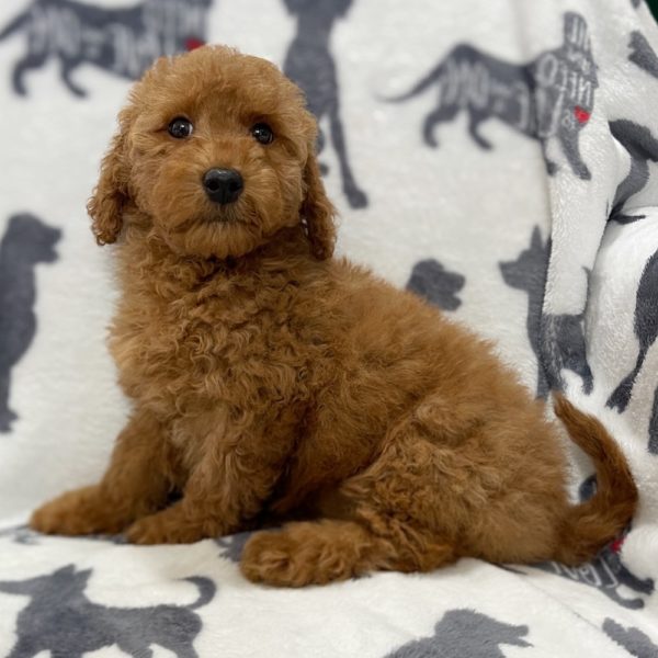 F1b Mini Goldendoodle Puppy for Sale