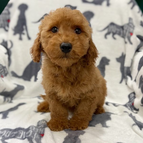 F1b Mini Goldendoodle Puppy for Sale