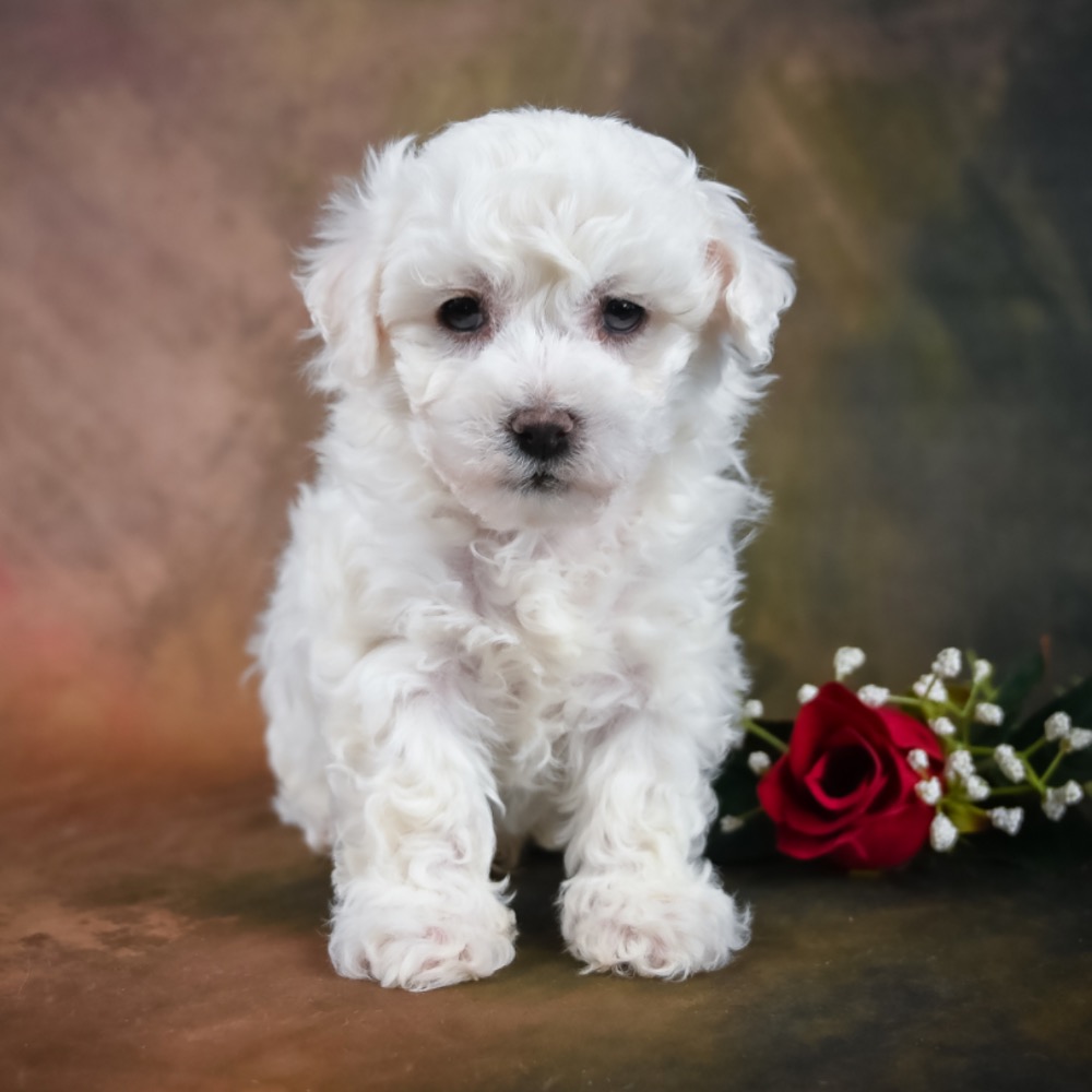 BICHON FRISE MALE ID5945MR Central Park Puppies