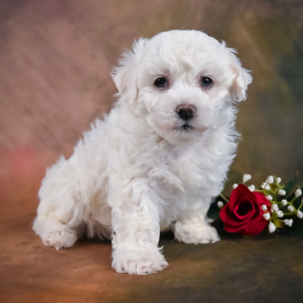BICHON FRISE MALE ID5945MR Central Park Puppies