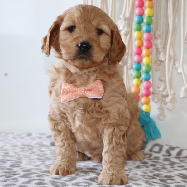 F1 Mini Goldendoodle Puppy for Sale
