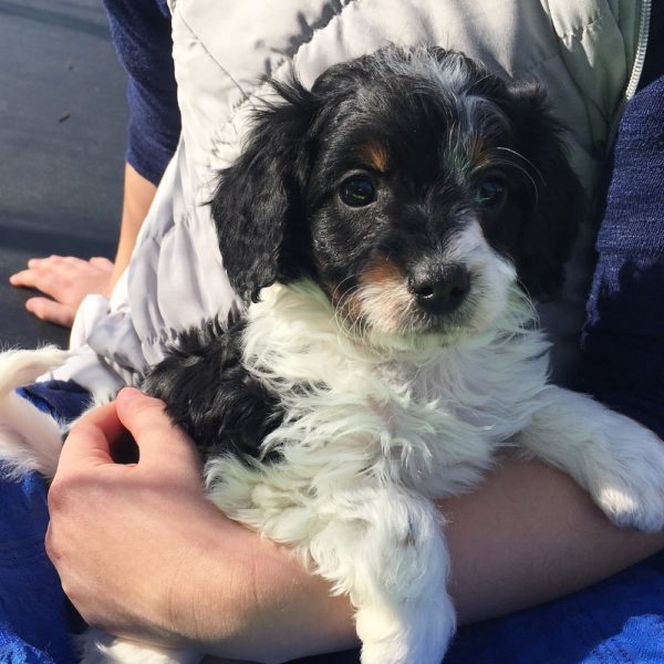 F1b Bernese Cavapoo Puppy for Sale