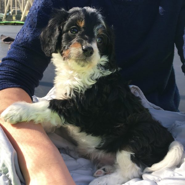 F1b Bernese Cavapoo Puppy for Sale
