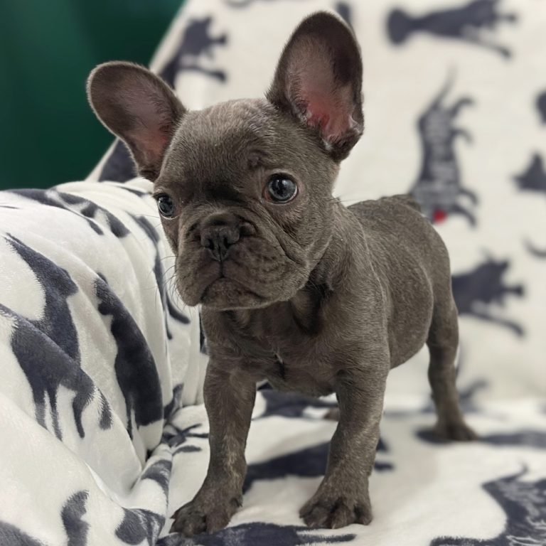 FRENCH BULLDOG MALE ID4421LB Central Park Puppies
