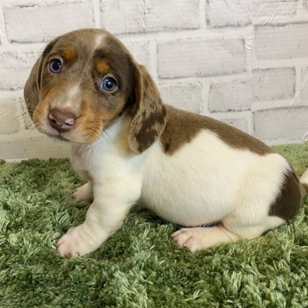 Mini Dachshund Puppy for Sale