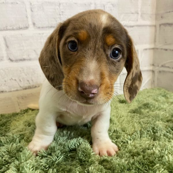 Mini Dachshund Puppy for Sale