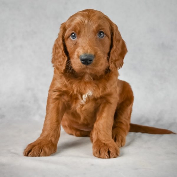 F1b Mini Goldendoodle Puppy for Sale