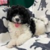 F1b Bernese Cavapoo Puppy for Sale