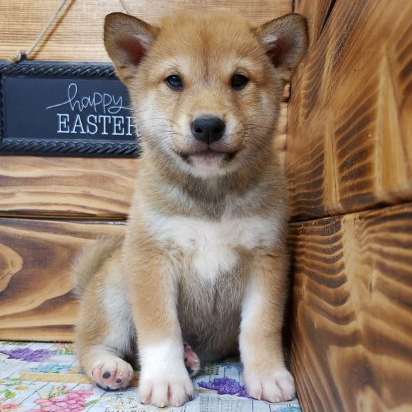 Shiba Inu Puppy for Sale