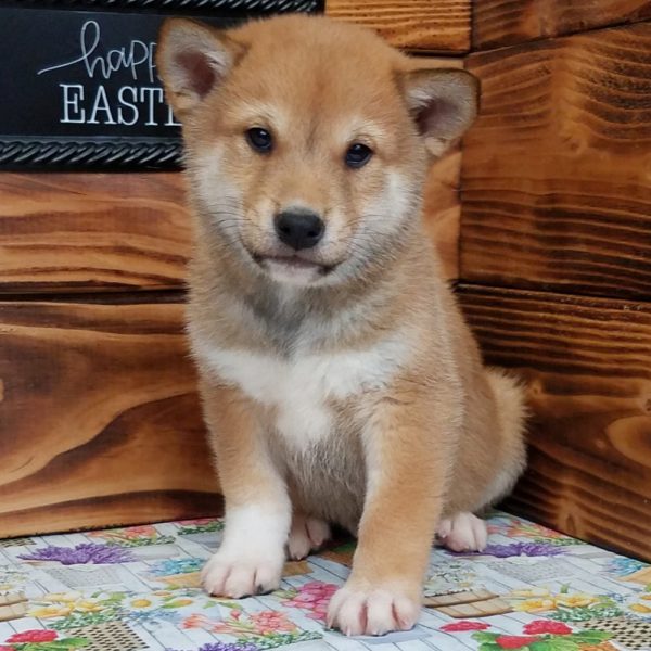 Shiba Inu Puppy for Sale