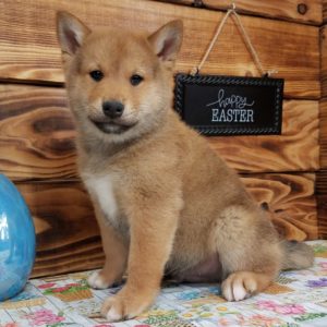 Shiba Inu Puppy for Sale