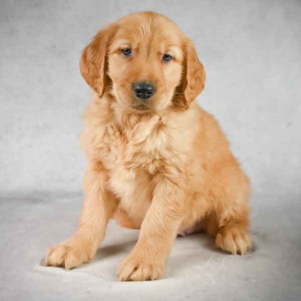 Golden Retriever Puppy for Sale