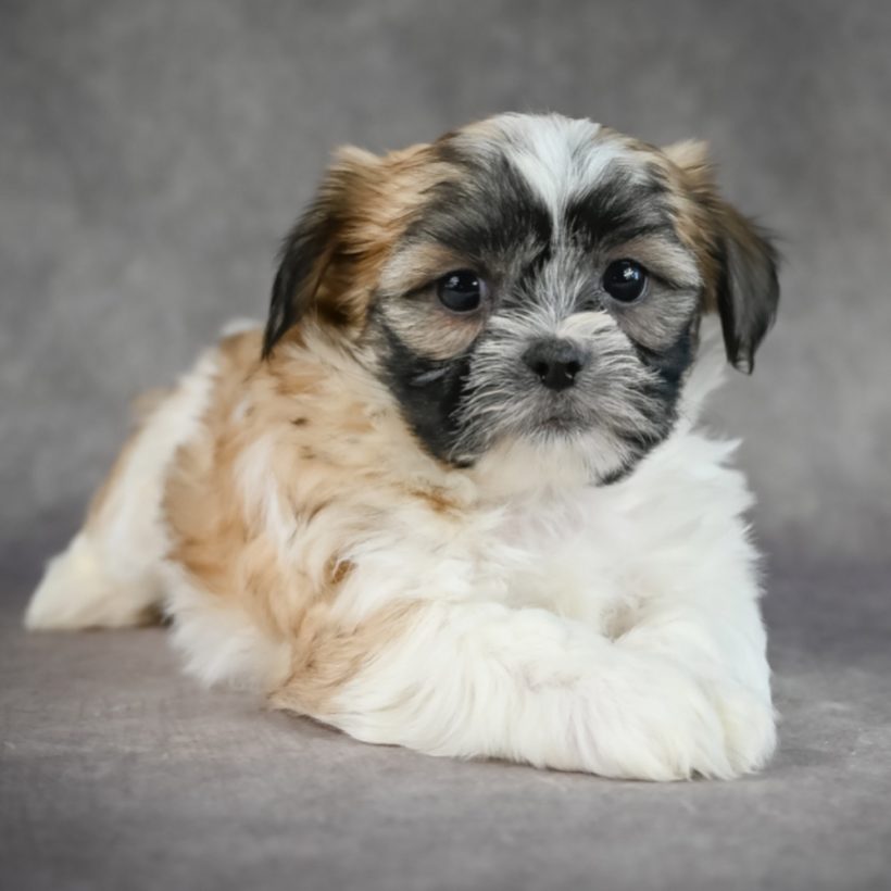 pictures of zuchon puppies