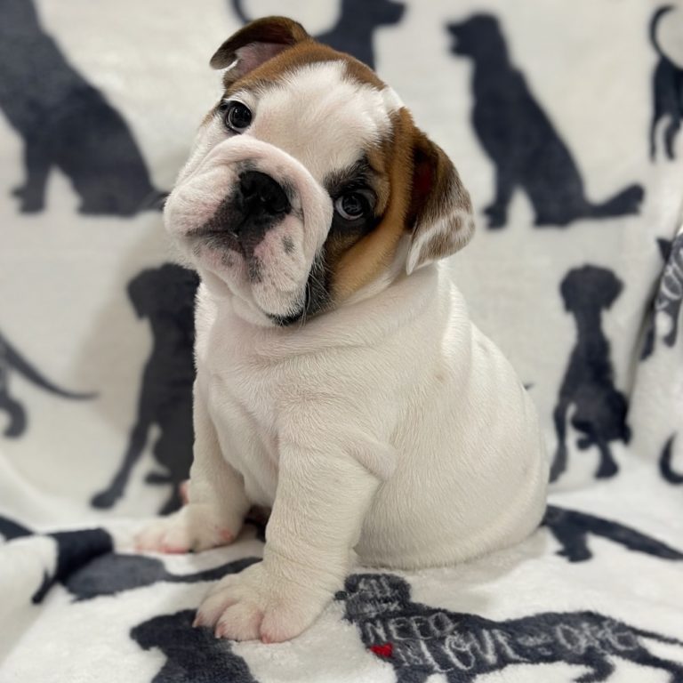 ENGLISH BULLDOG MALE ID7466RA Central Park Puppies