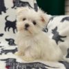 Maltese Puppy for Sale