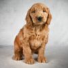 F1 Medium Goldendoodle Puppy for Sale