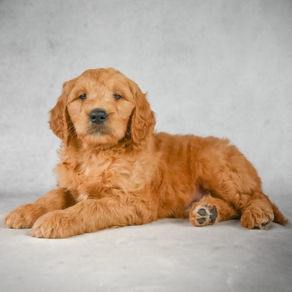 F1 Medium Goldendoodle Puppy for Sale