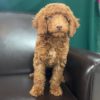 F1b Mini Goldendoodle Puppy for Sale