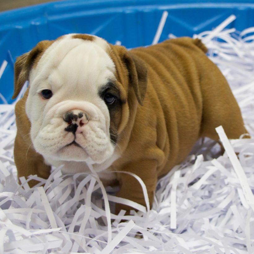 ENGLISH BULLDOG MALE ID7464RA Central Park Puppies