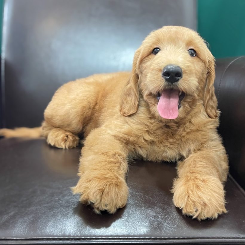 steiff berno goldendoodle