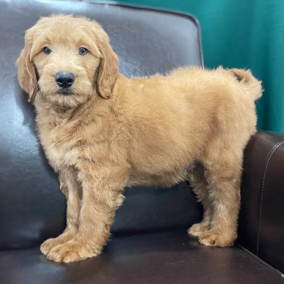  F1 MEDIUM GOLDENDOODLE MALE ID 6055-EN Central Park Puppies