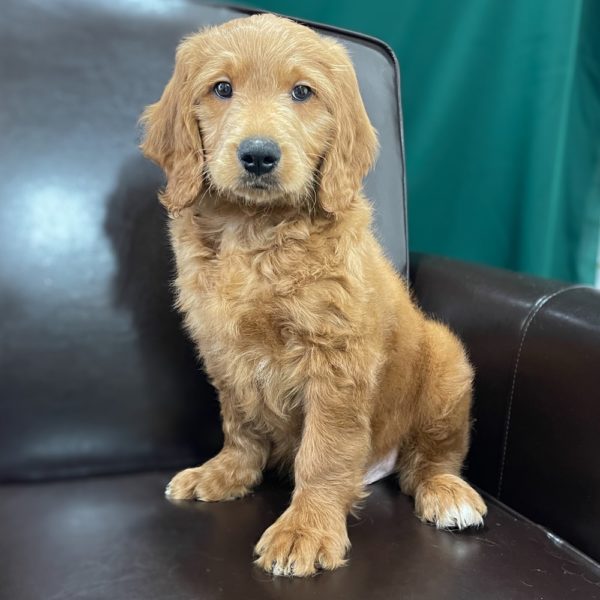  F1 MEDIUM GOLDENDOODLE MALE ID 6051-EN Central Park Puppies