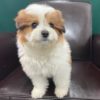 F1 Pomapoo Puppy for Sale