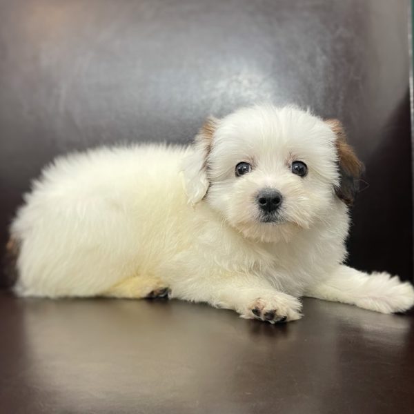 F1 Pomapoo Puppy for Sale