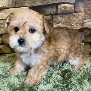 Morkie Puppy for Sale
