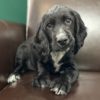 Russian Spaniel Puppy for Sale