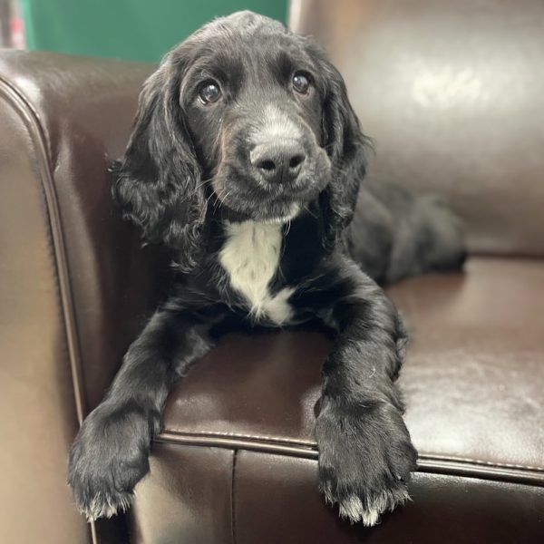 Russian Spaniel Puppy for Sale
