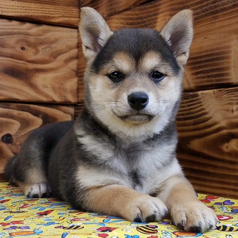 Female Shiba Inu Puppy for Sale | ID 4740-MK