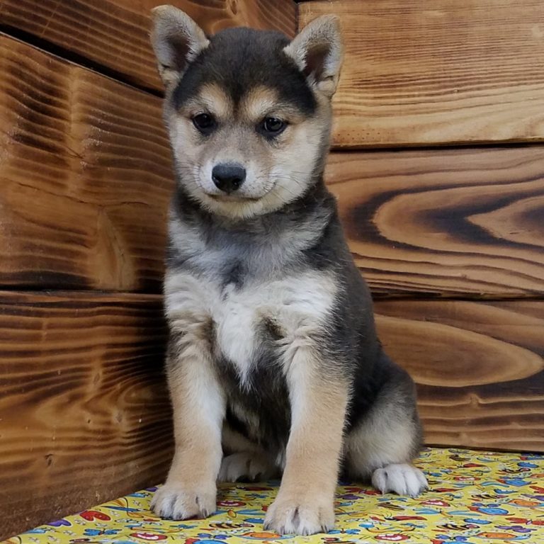 Female Shiba Inu Puppy for Sale | ID 4740-MK