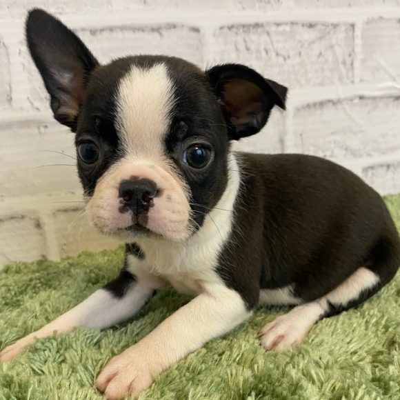 Female Boston Terrier Puppy for Sale | ID 9194-WL