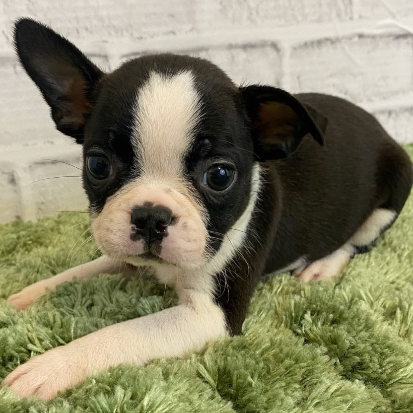 Female Boston Terrier Puppy for Sale | ID 9194-WL