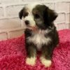Confetti Australian Shepherd Puppy for Sale
