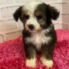 Confetti Australian Shepherd Puppy for Sale