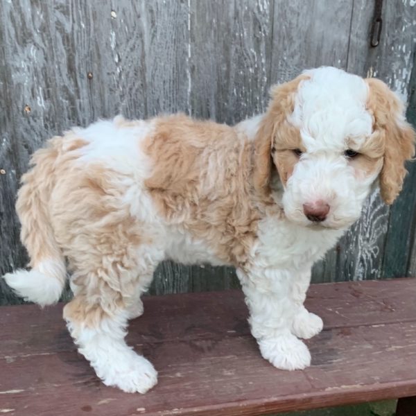 F1b Standard Sheepadoodle Puppy for Sale