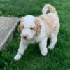 F1b Standard Sheepadoodle Puppy for Sale