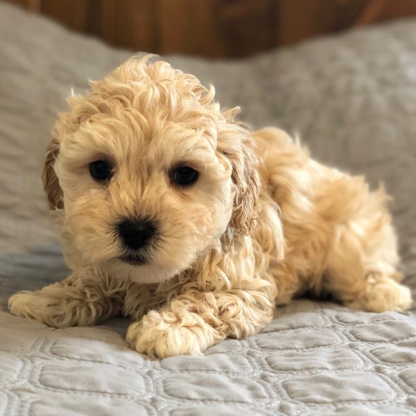 Maltipoo Puppy for Sale