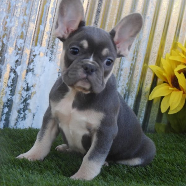 French Bulldog Puppy for Sale
