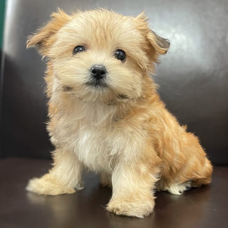Female Morkie Puppy for Sale ID 9586WL