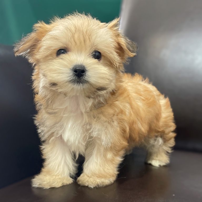 Female Morkie Puppy for Sale | ID 9586-WL