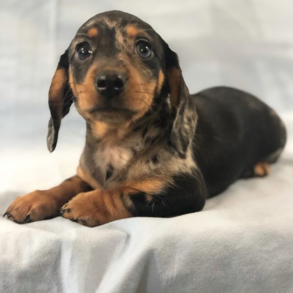 Mini Dachshund Puppy for Sale